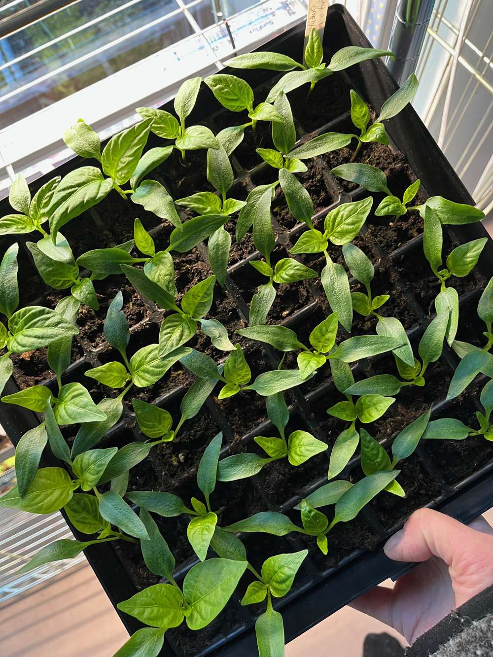 Miniväxthus Start set, ABC Plant Growers
